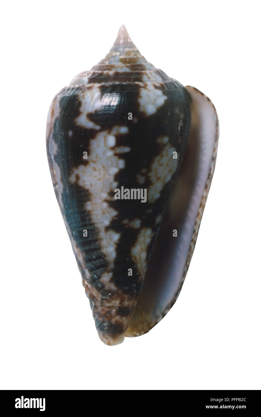 Parametaria macrostona, vue de dessous-Cône comme Dove shell, avec spire courte brun foncé avec des taches blanches. Banque D'Images