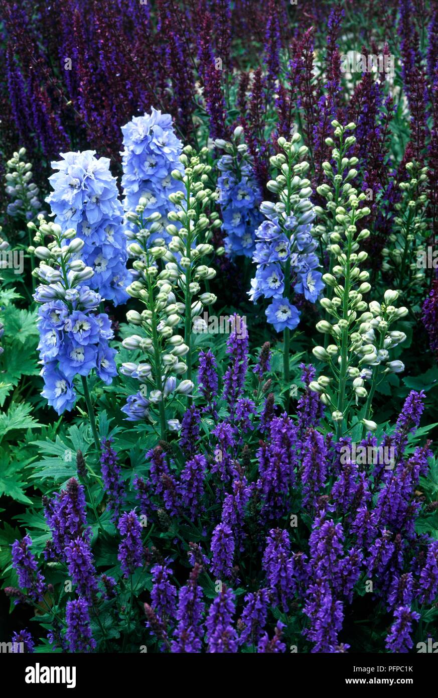Fleurs bleu de Delphinium sp. (Delphinium) et Salvia sp. (Sage) dans un lit de fleur Banque D'Images