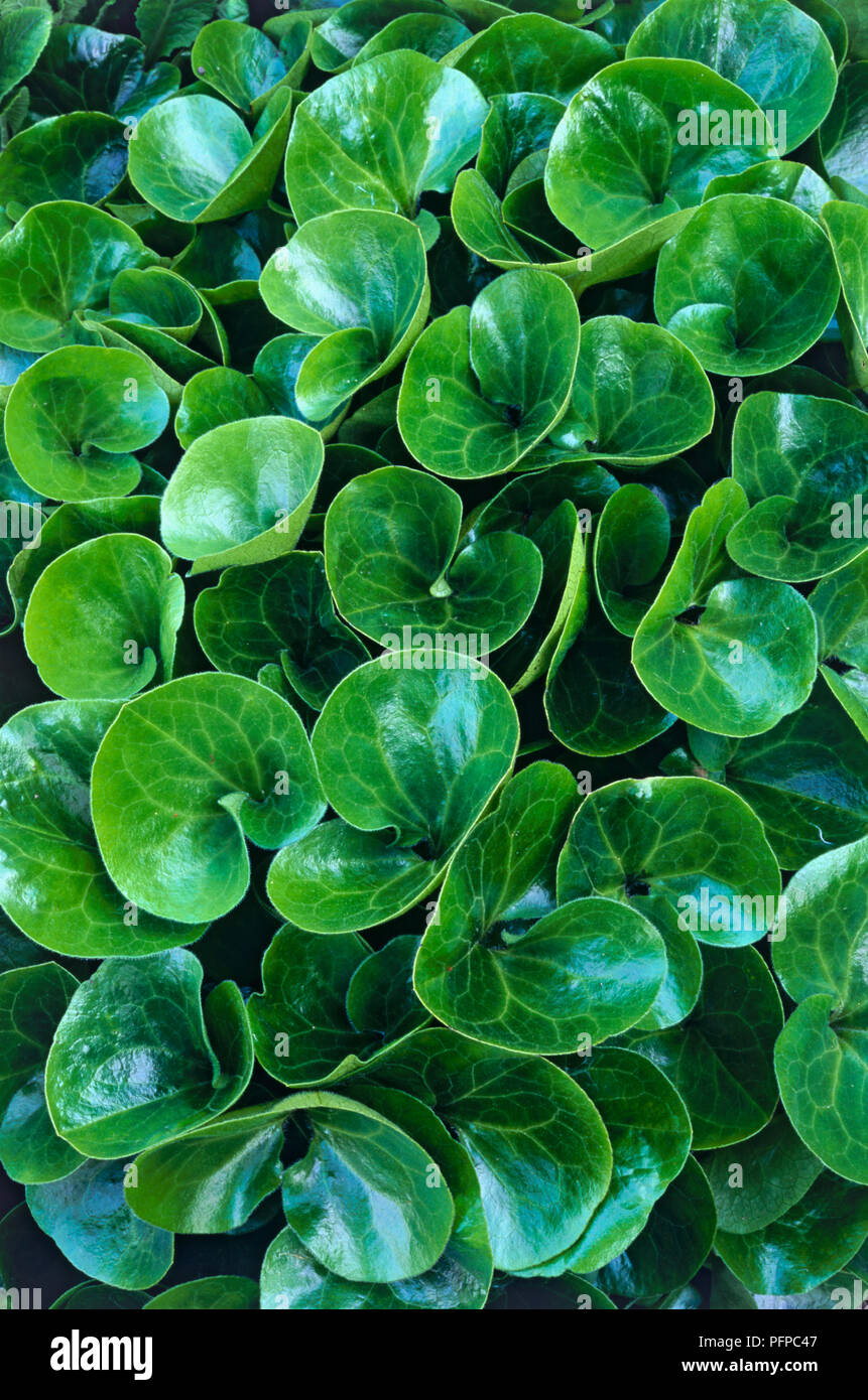 Europaeum Asarum (Asarabacca), brillant, vert feuilles réniformes, close-up Banque D'Images