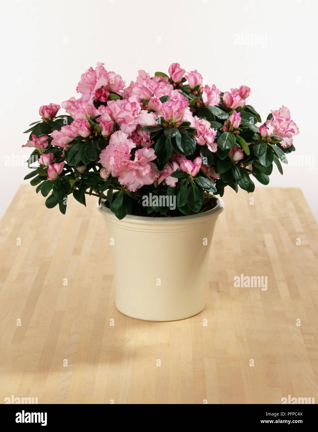 L'azalée (Rhododendron simsii) avec fleur rose en pot en céramique sur la surface en bois Banque D'Images