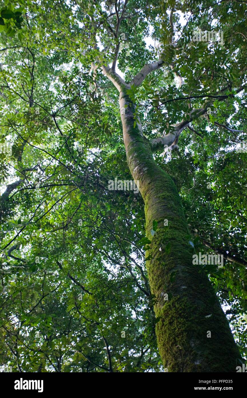 Kenya, Kakamega Forest National Reserve, couvert des arbres en forêt tropicale, low angle view Banque D'Images