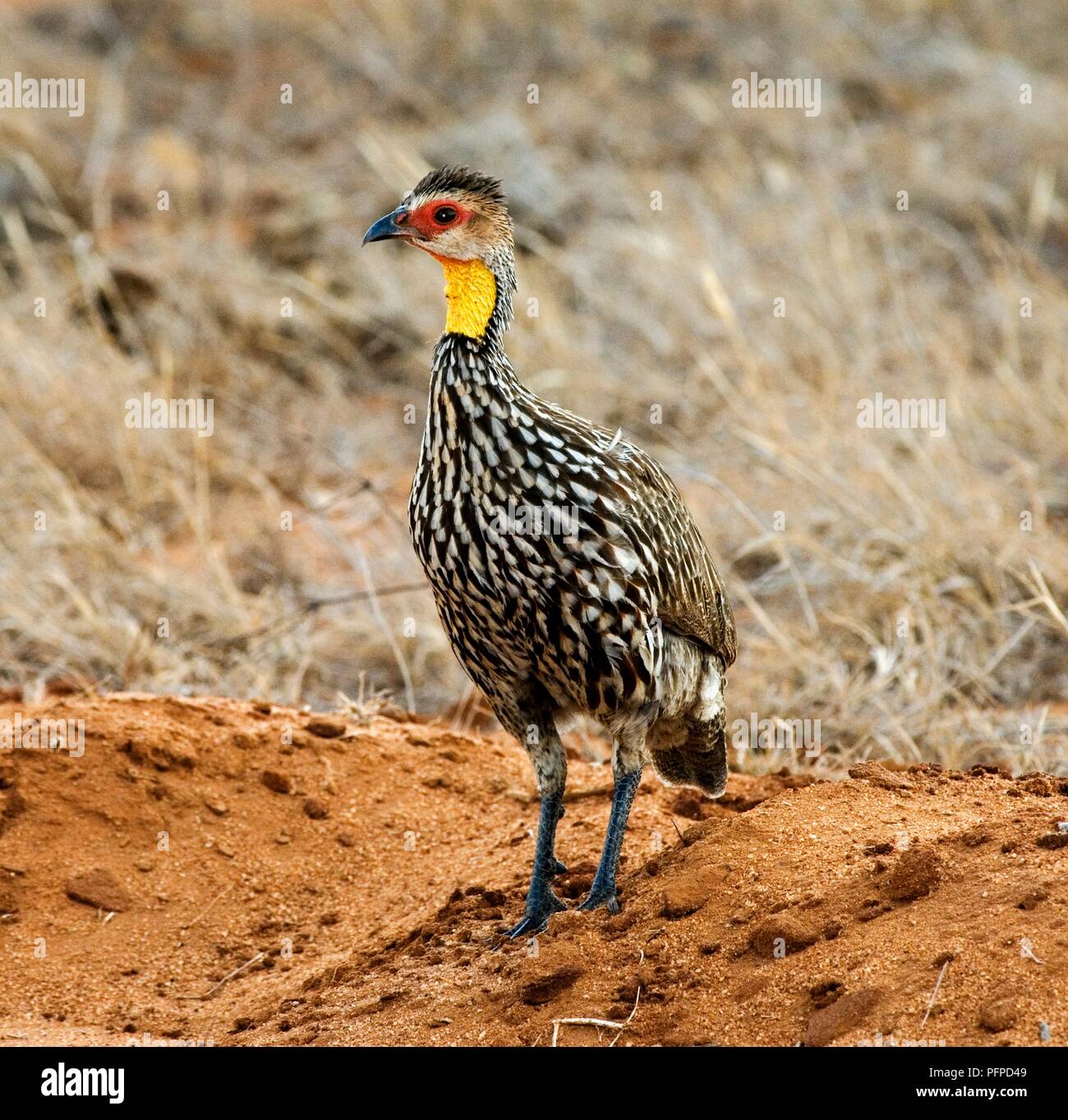 Au Kenya, le parc national de Tsavo, francolin à cou jaune (Francolinus leucoscepus) debout dans le sable, à l'écart Banque D'Images