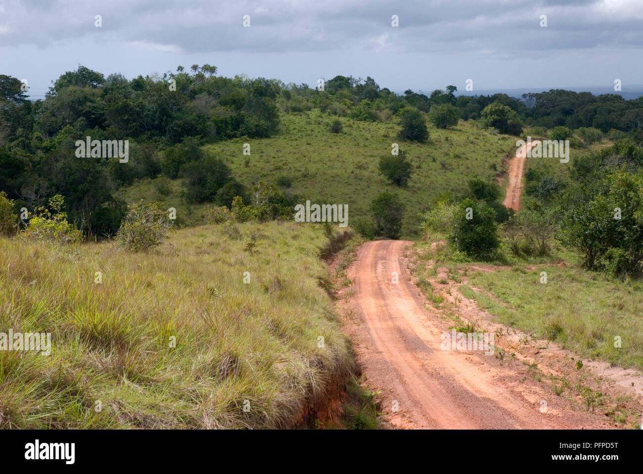 Au Kenya, le site Shimba Hills National Reserve, chemin de terre à travers la campagne verdoyante et vallonnée Banque D'Images