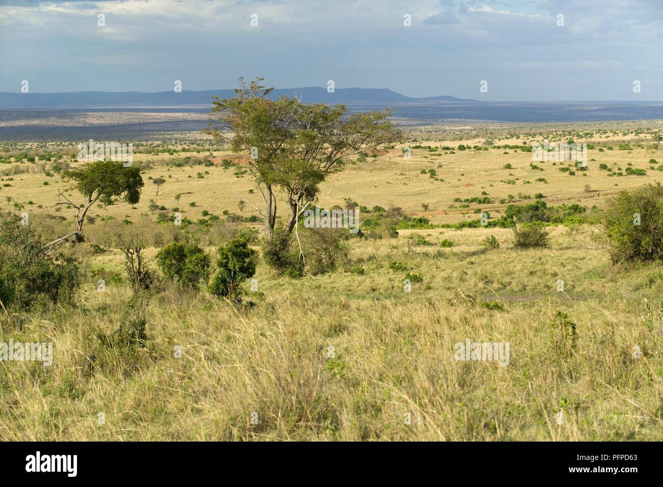 Kenya, Masai Mara National Reserve, paysage près de la prairie porte Sekenani Banque D'Images