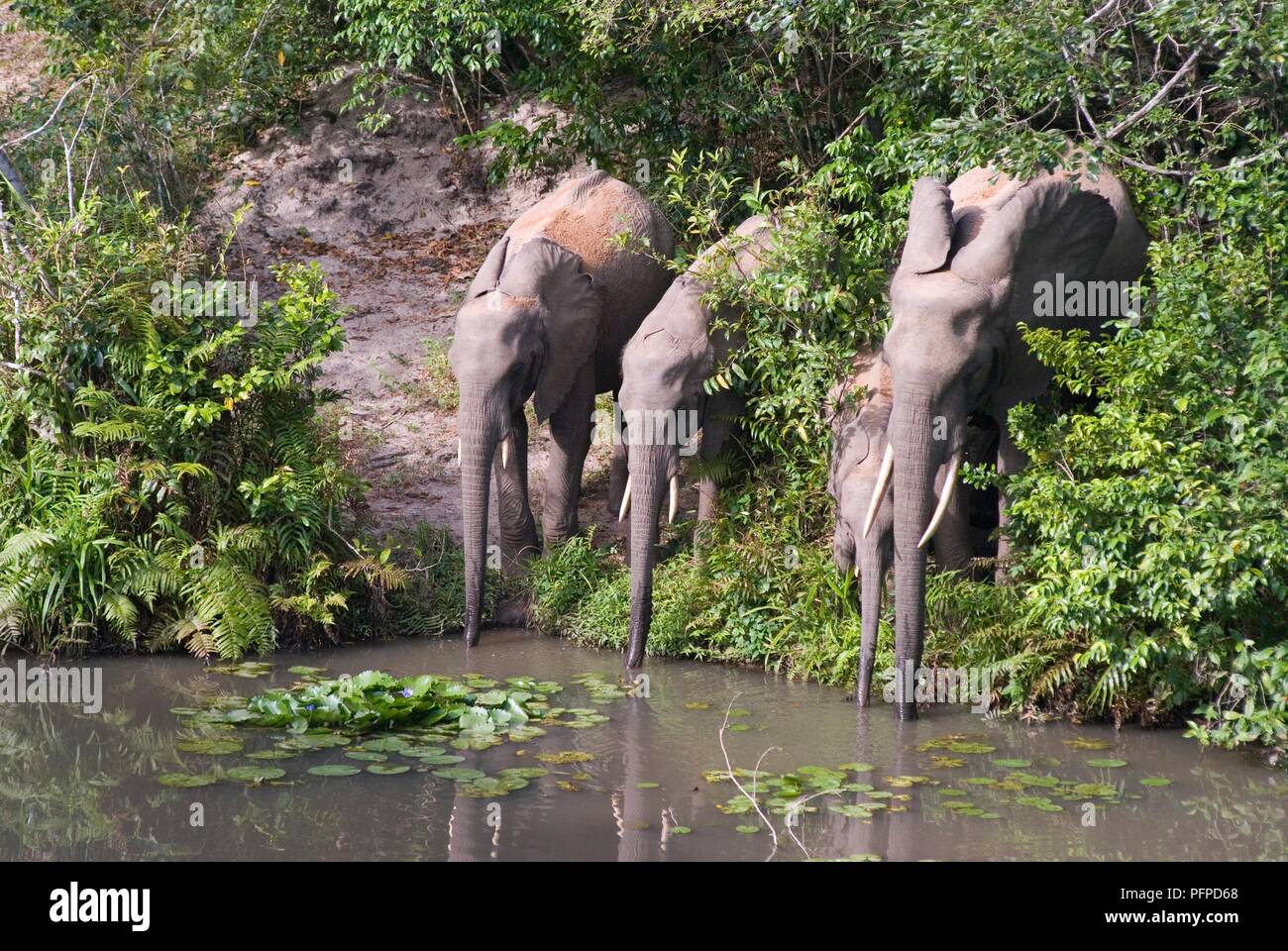 Au Kenya, le site Shimba Hills National Reserve, groupe d'éléphants au point d'eau potable Banque D'Images