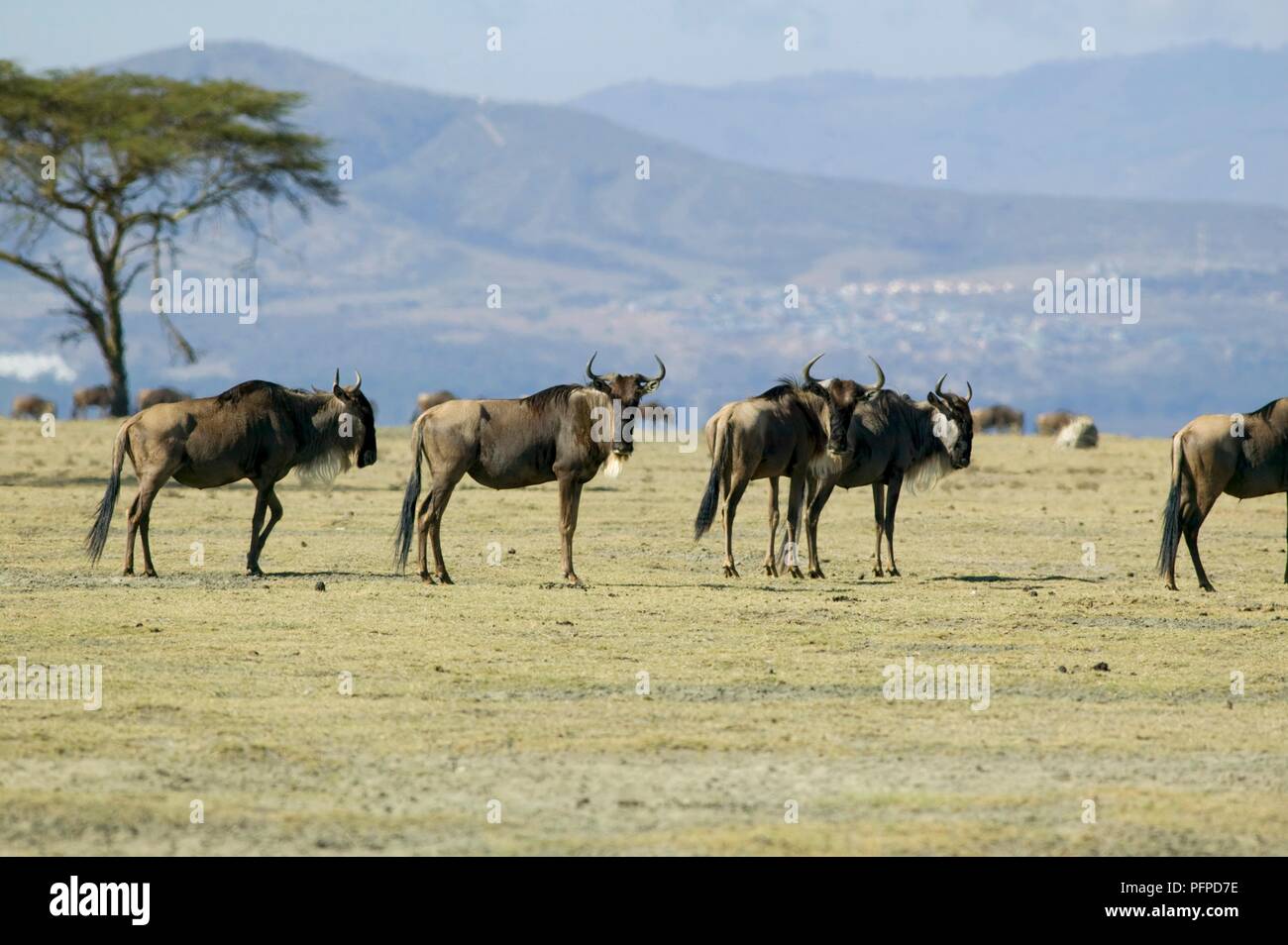 Kenya, vallée du Rift, bisons sur Crescent Island dans le lac Naivasha Banque D'Images