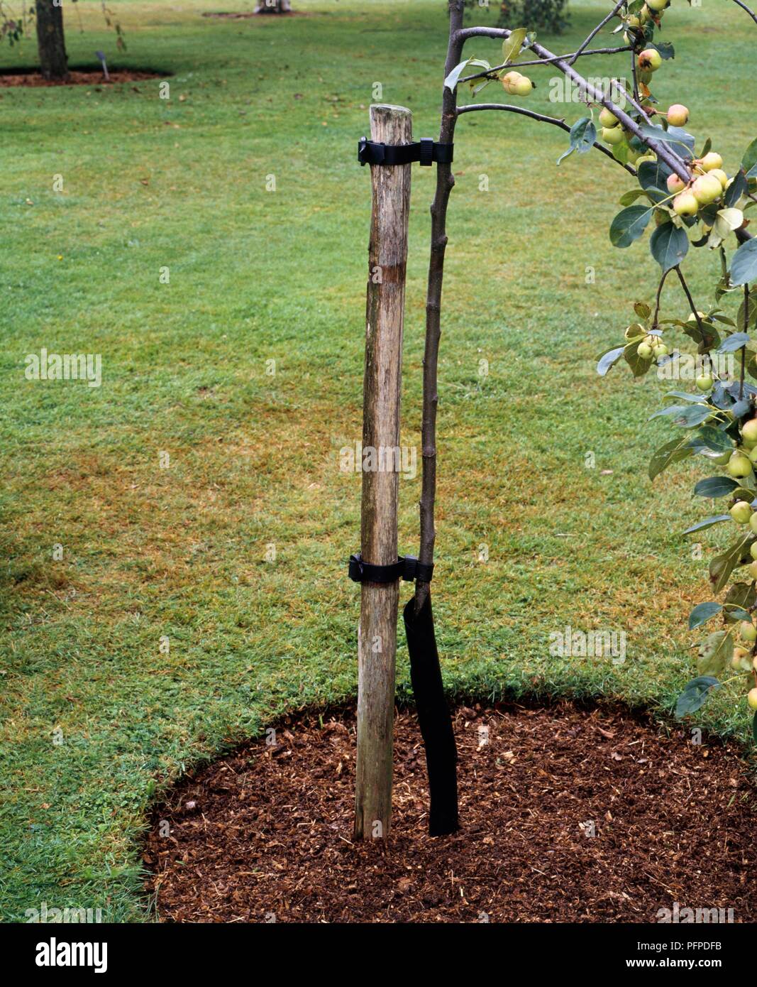 Haut tuteur attaché à apple tree en utilisant deux-et-boucle liens d'écartement Banque D'Images