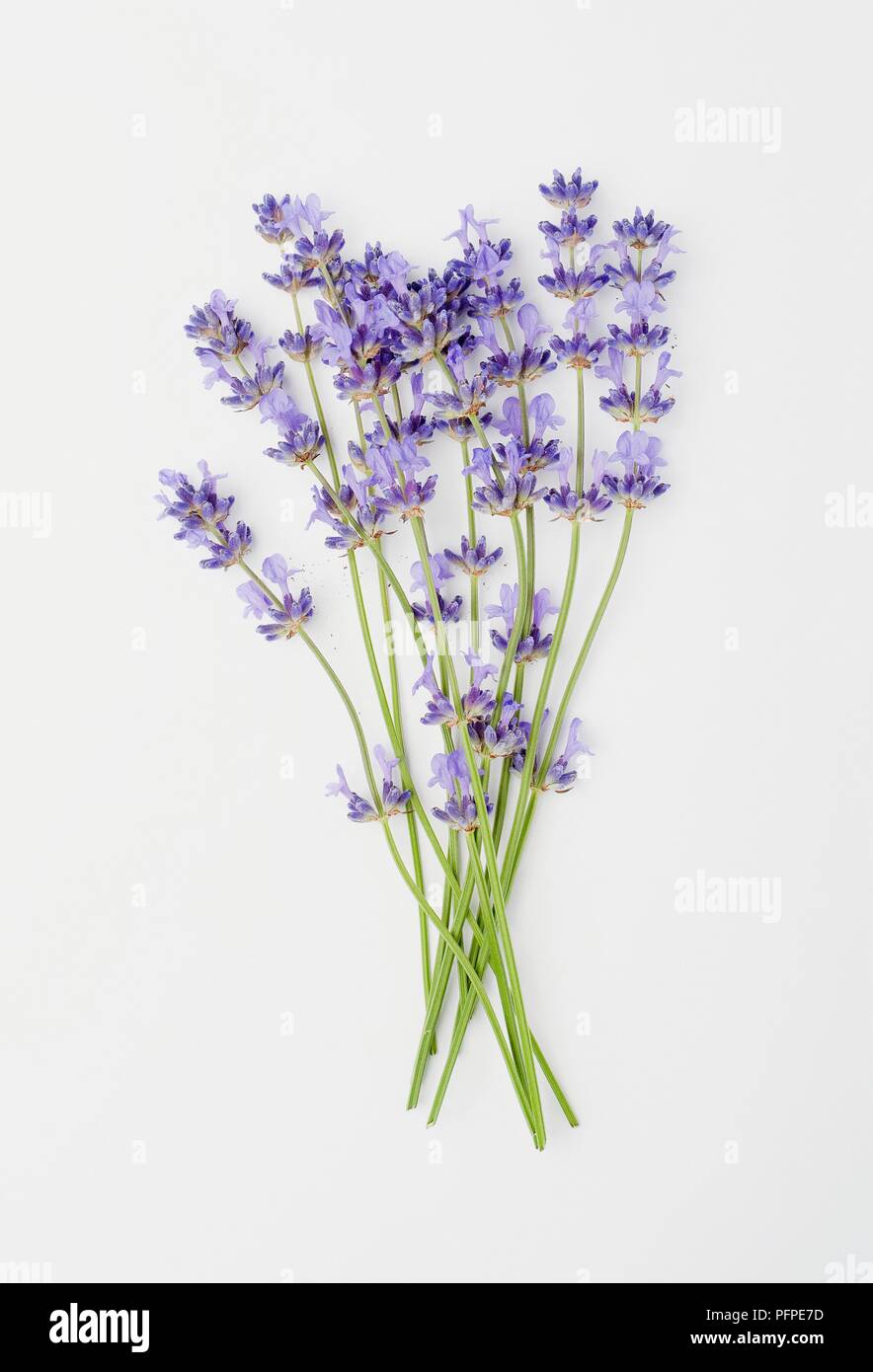 Longue tige avec des fleurs Banque de photographies et d'images à haute  résolution - Alamy