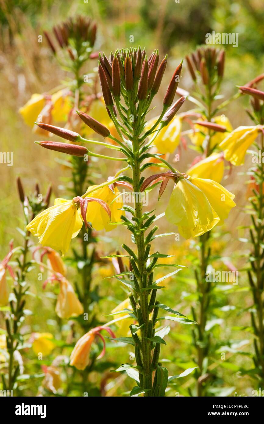 Fleurs jaune d'ouverture d'Oenothera glazioviana (Large-Flowered l'Onagre) et les bourgeons sur la tige Banque D'Images