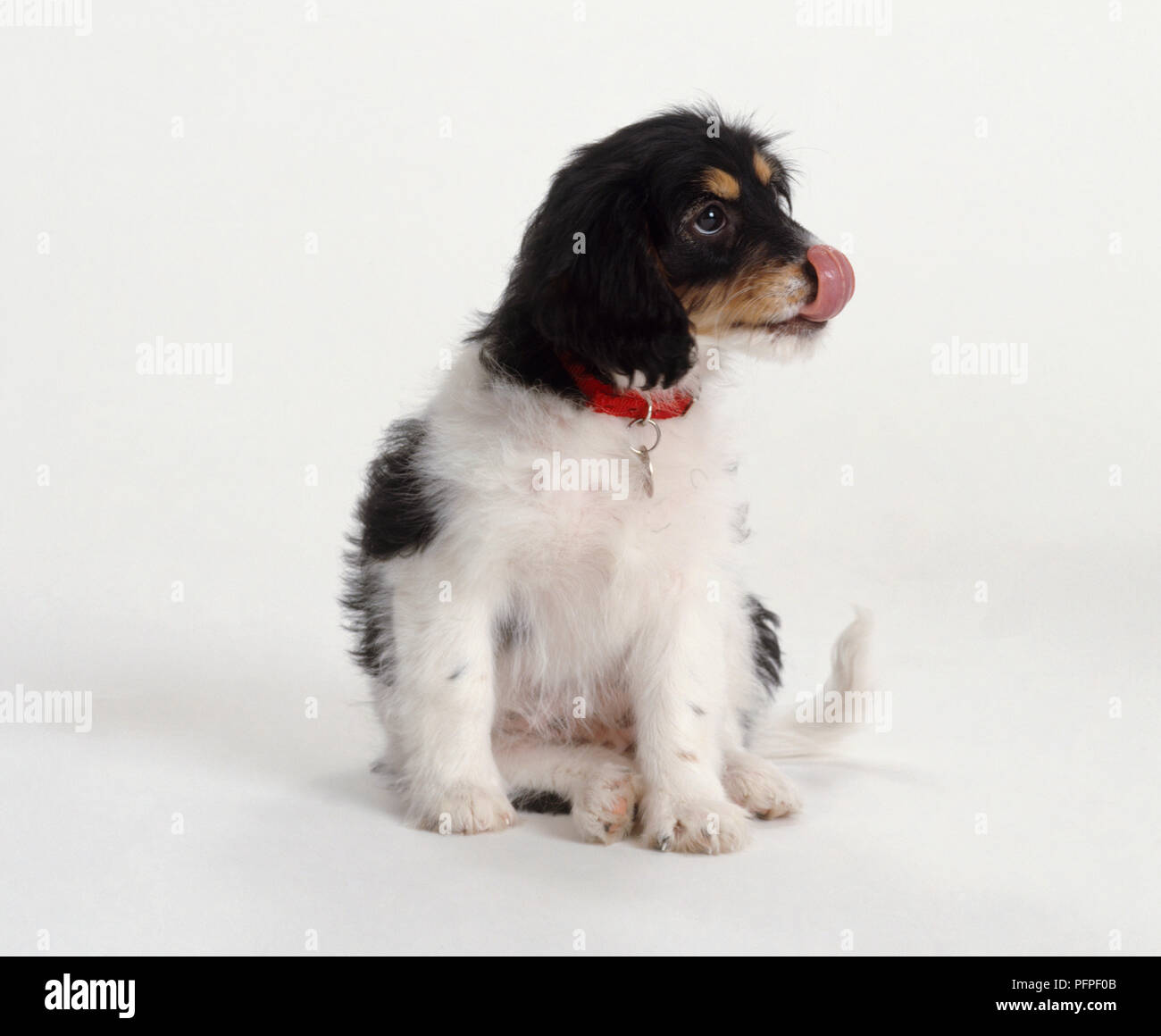 Chiot léchant son nez Banque D'Images