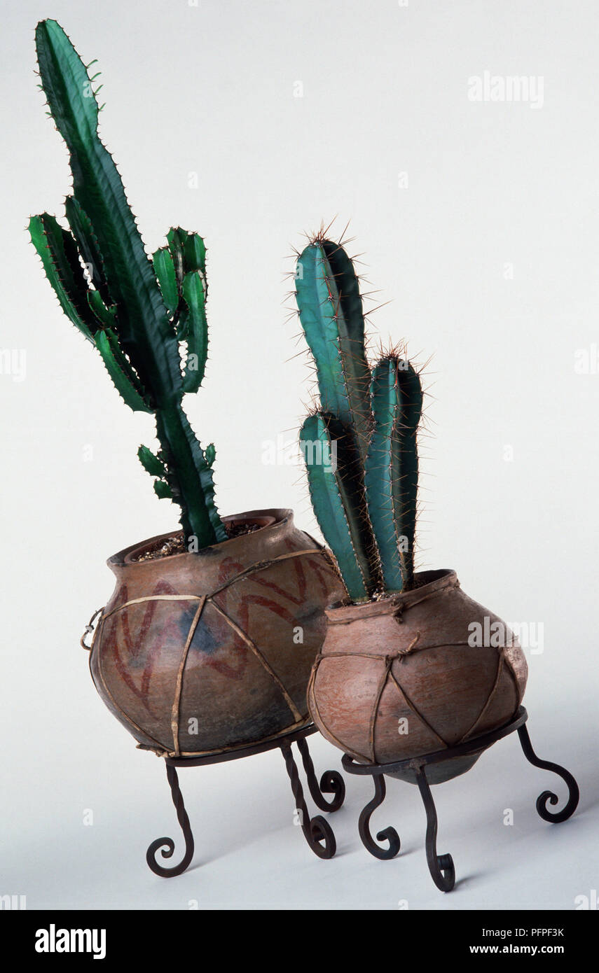 Euphorbia triangularis et Cereus validus, deux cactis individuellement les plantes plantées dans les pots en terre cuite sur les peuplements en fer forgé Banque D'Images