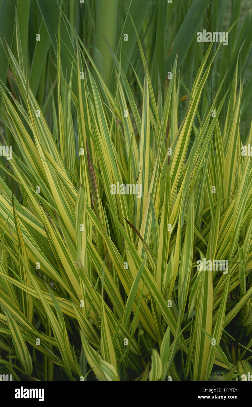 Hakonechloa macra 'Aureola' (japonais), herbe de la forêt de longues feuilles, vert, vert pâle et jaune bords Banque D'Images