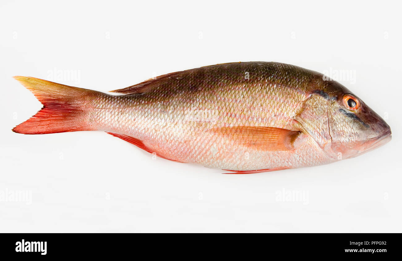 Poisson vivaneau cru entier Banque D'Images
