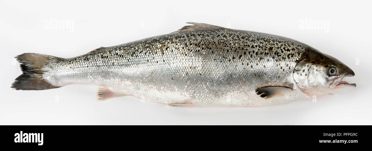 Poisson saumon frais, side view Banque D'Images