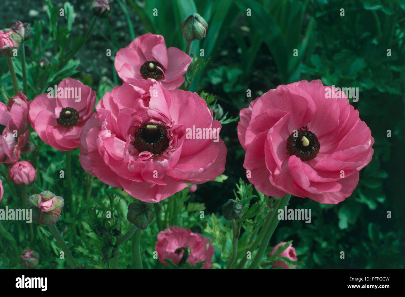 Ranunculus asiaticus renoncule (Perse), les fleurs roses, close-up Banque D'Images