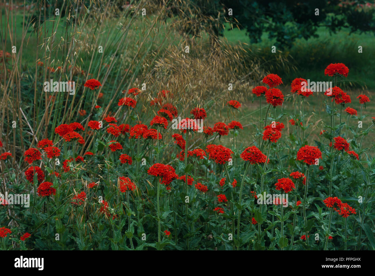 Lychnis chalcedonica (croix de Jérusalem, croix de Malte), les fleurs rouges dans le pré-comme gardens Banque D'Images