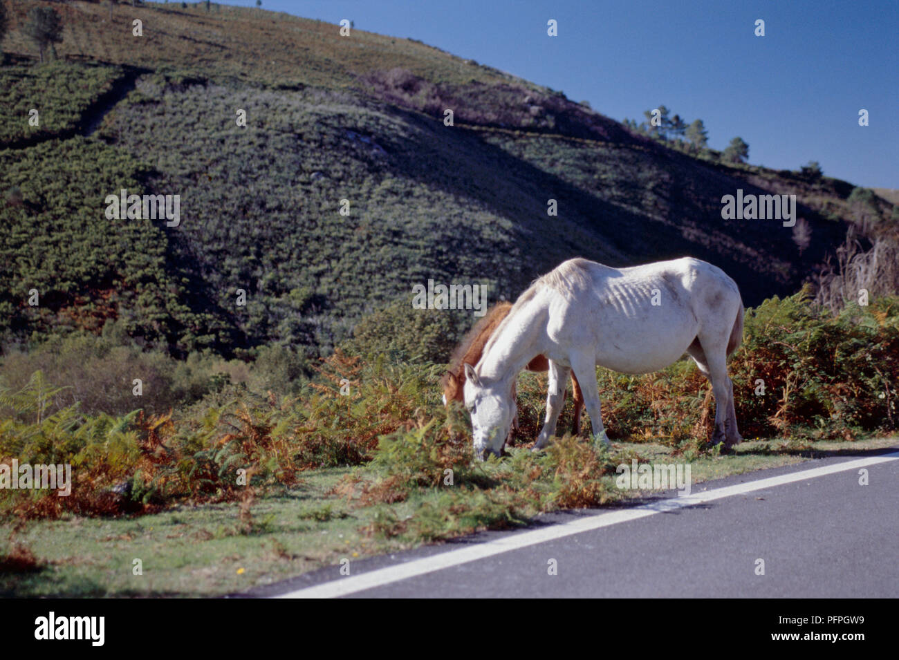 L'Espagne, le nord de l'Espagne, la Galice, près de Madrid, deux chevaux en bordure de pâturage Banque D'Images