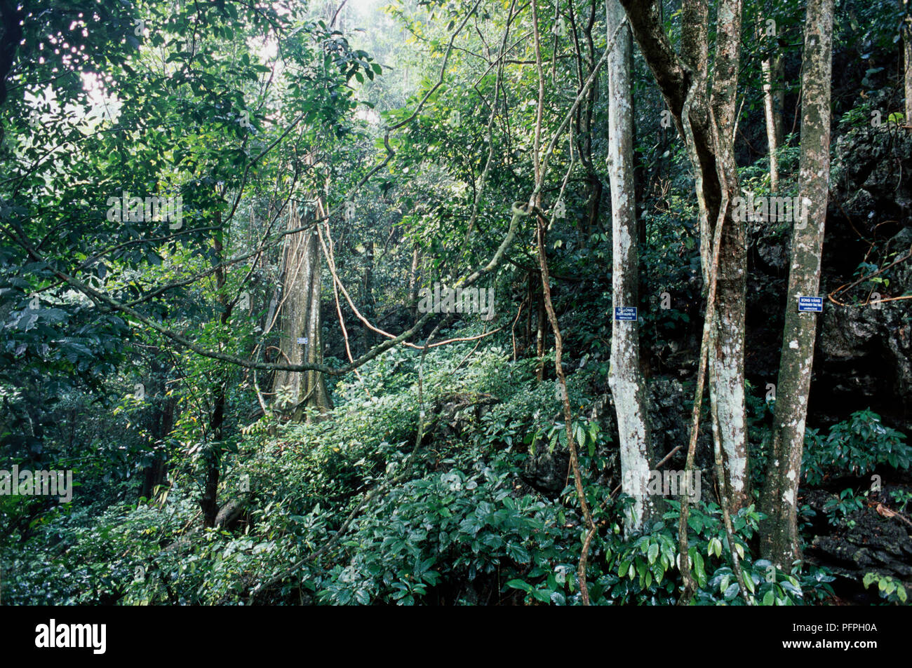 Vietnam, Cuc Phuong National Park, Liana vignes suspendues à des arbres en forêt dense Banque D'Images