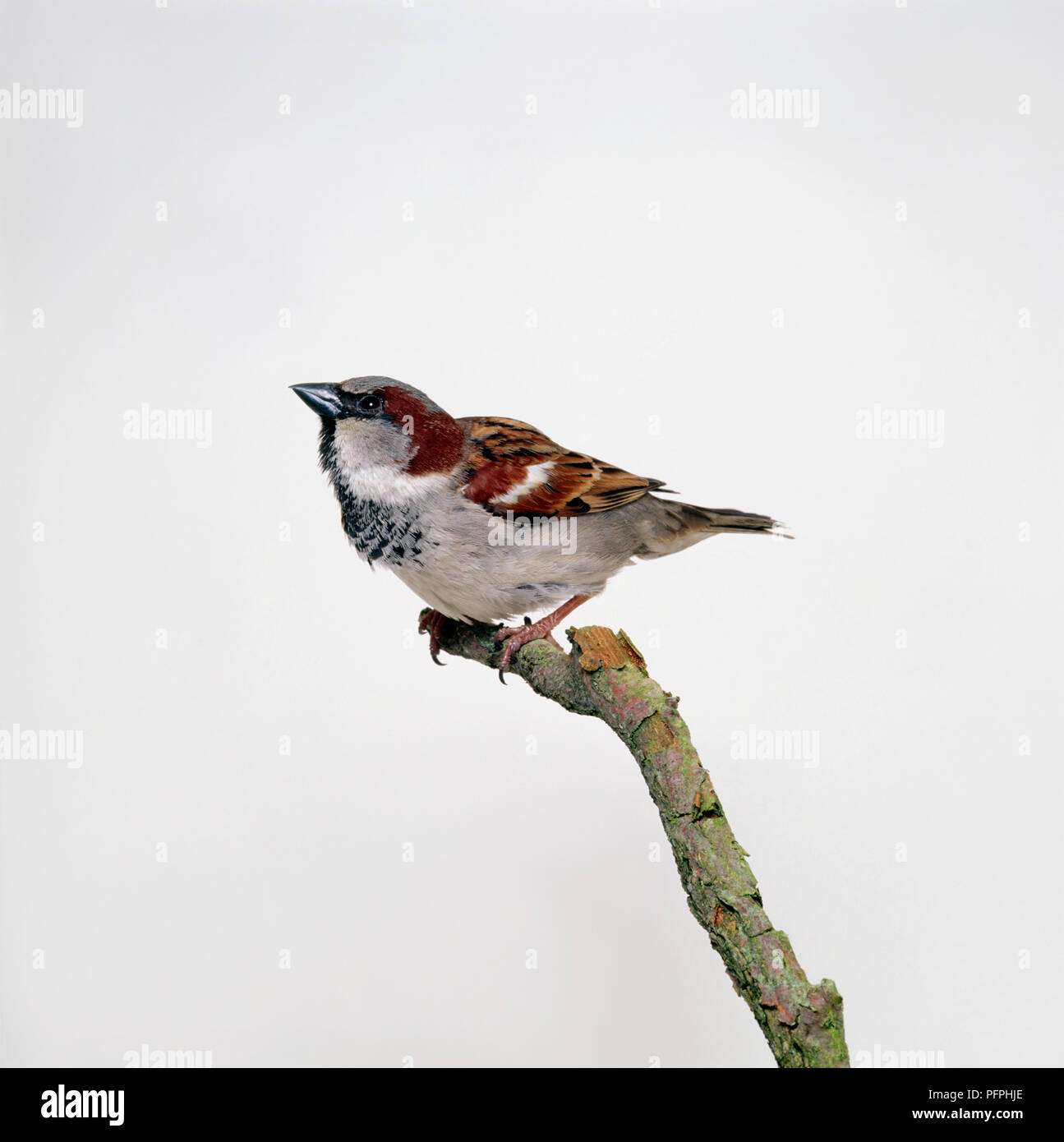 Italian Sparrow (Passer italiae) perching on branch, close-up Banque D'Images