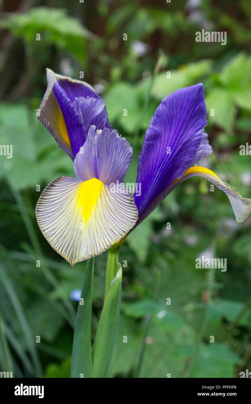 Iris 'Gypsy Beauty' Banque D'Images