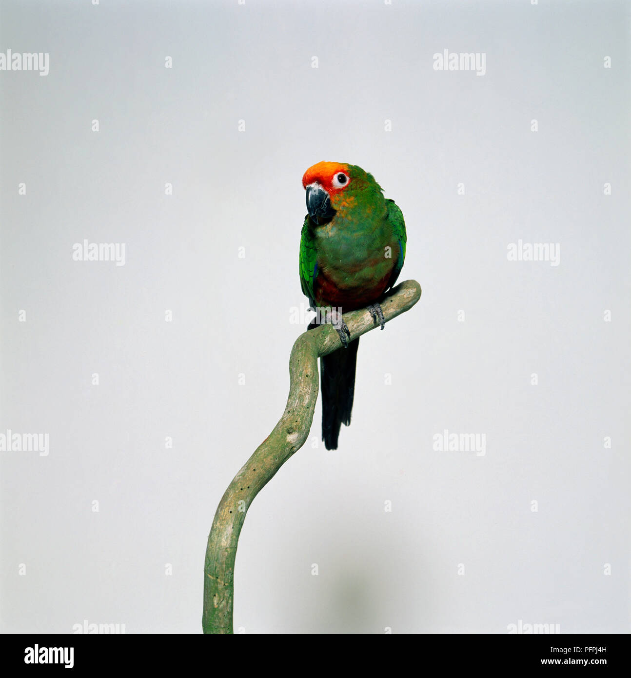 Perching on branch Banque D'Images