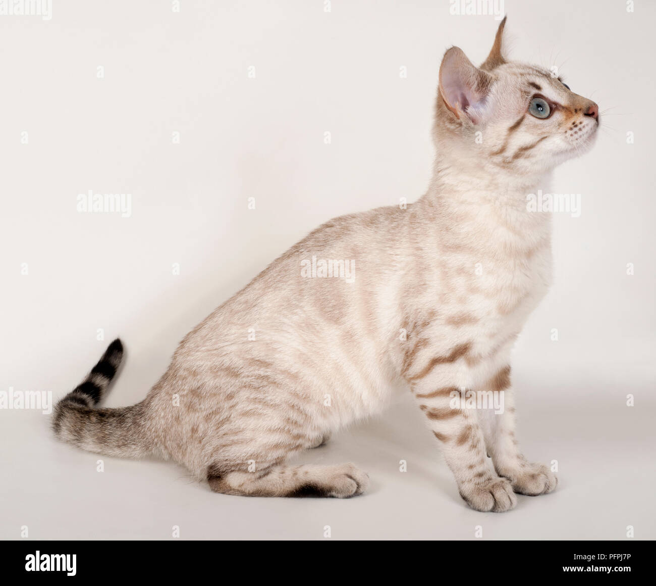 Chaton Bengal Snow Assis Side View Photo Stock Alamy