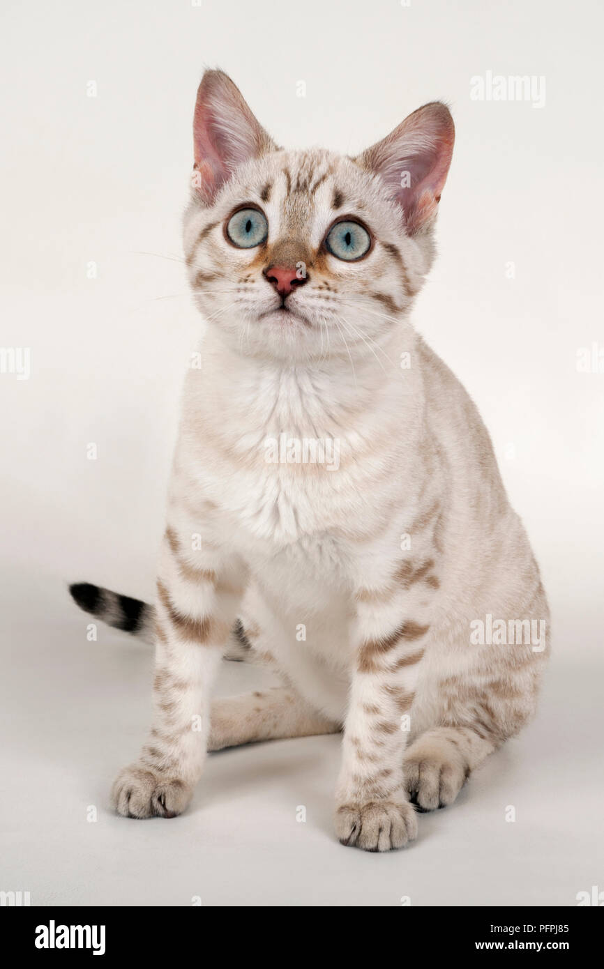 Chaton Bengal Snow Assis De Face Photo Stock Alamy