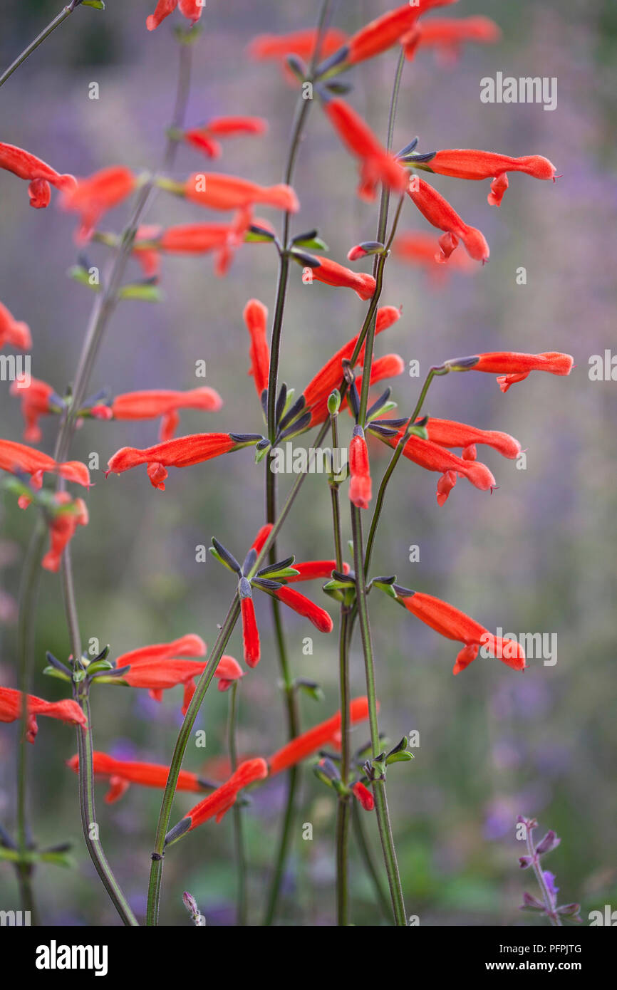 Salvia stolonifera (Mexican Sage), le rouge des fleurs sur des tiges minces Banque D'Images