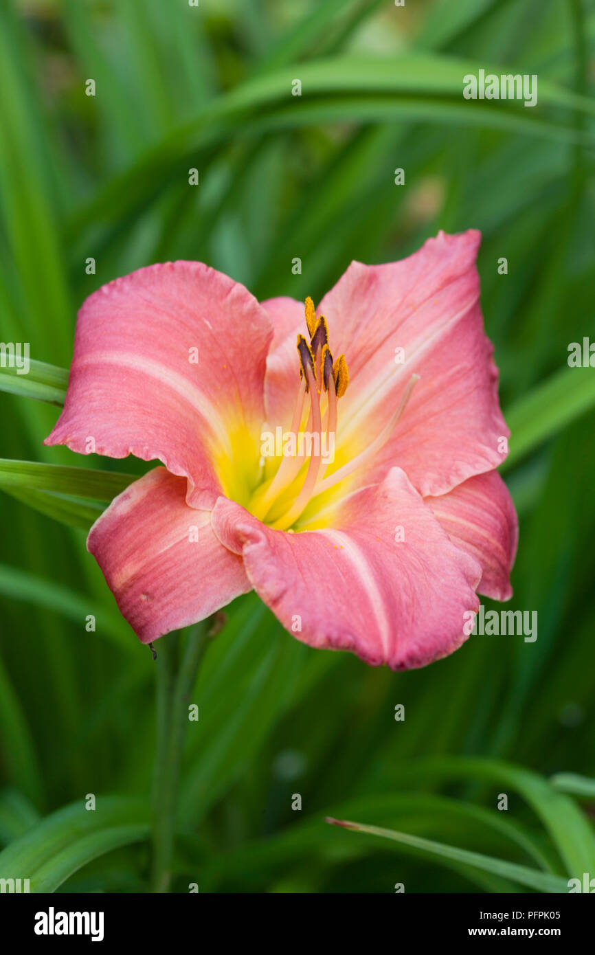 Hemerocallis 'Farmer's Daughter', close-up Banque D'Images