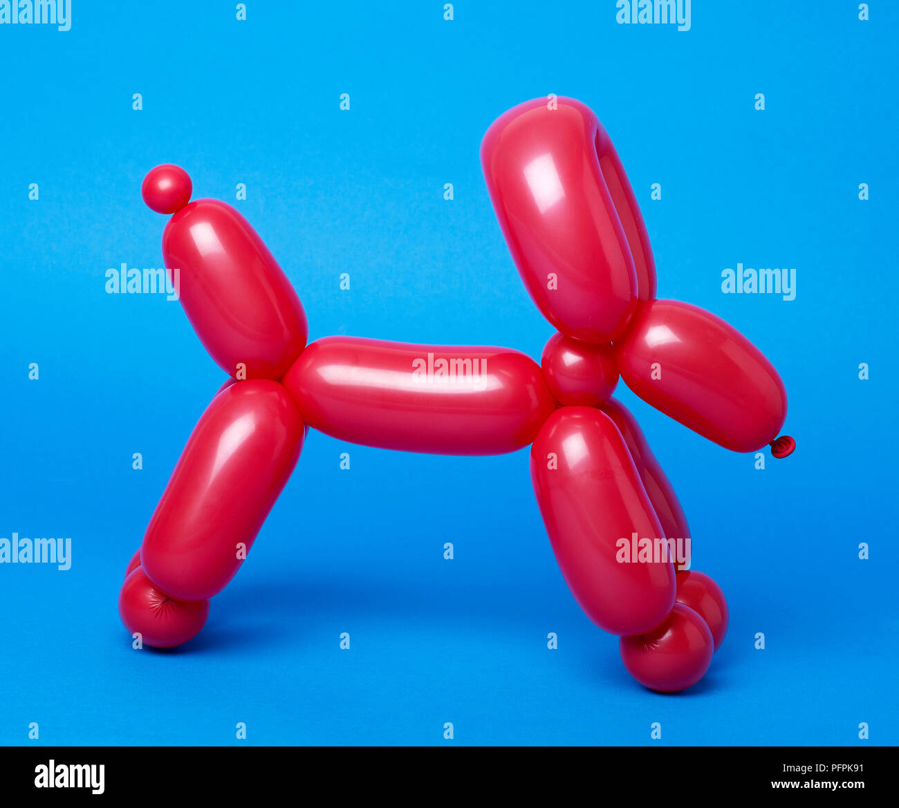Ballon rouge chien sur fond bleu Banque D'Images