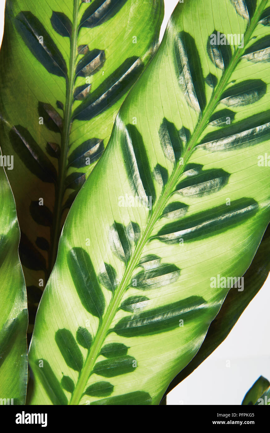Calathea Insignis plante close-up Banque D'Images
