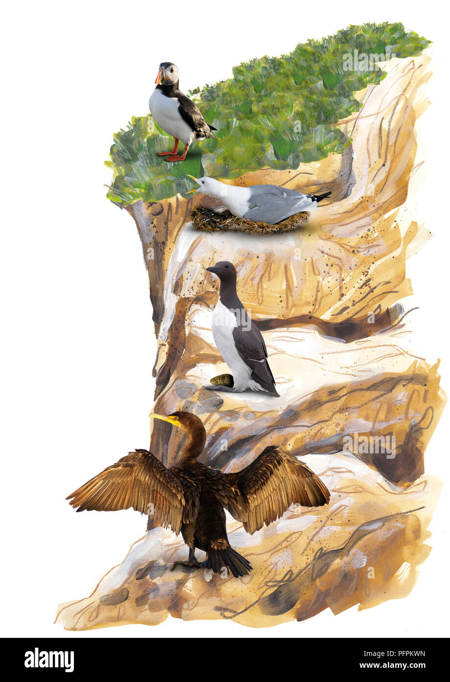 Les oiseaux sur falaise Banque D'Images
