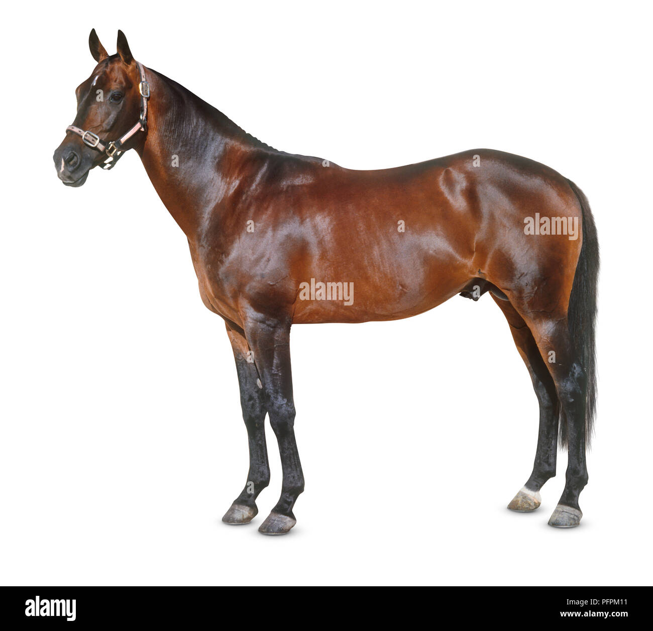 Australian stock horse, debout, vue de côté Banque D'Images
