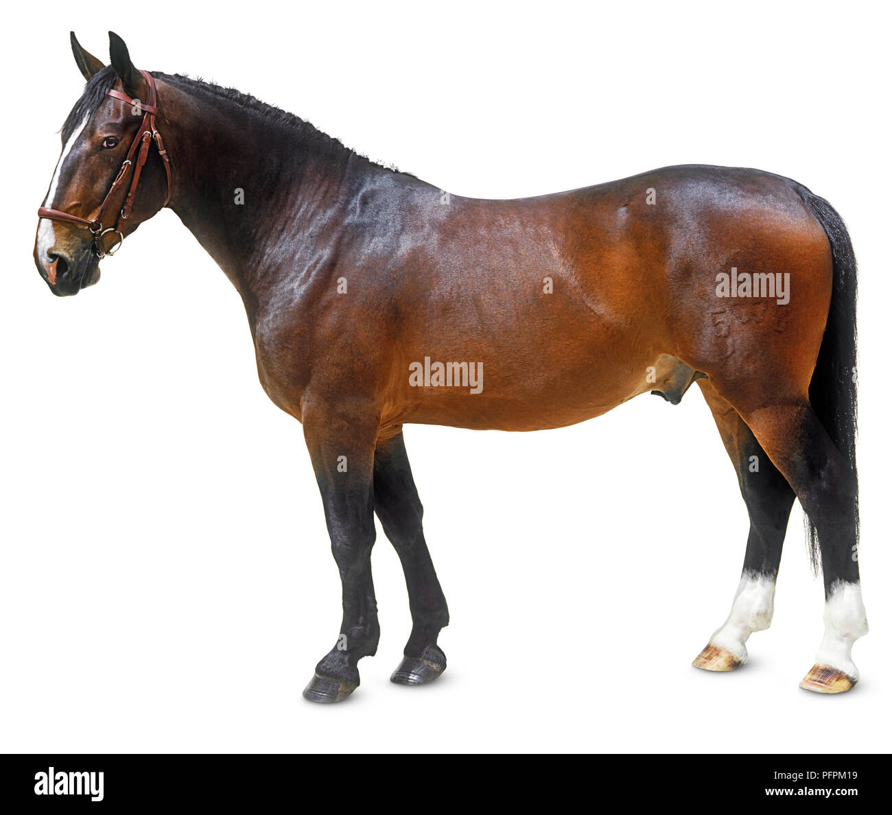 Groningen cheval, debout, vue de côté Banque D'Images