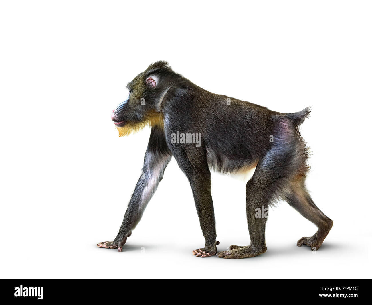 Mandrill (Mandrillus sphinx), side view Banque D'Images