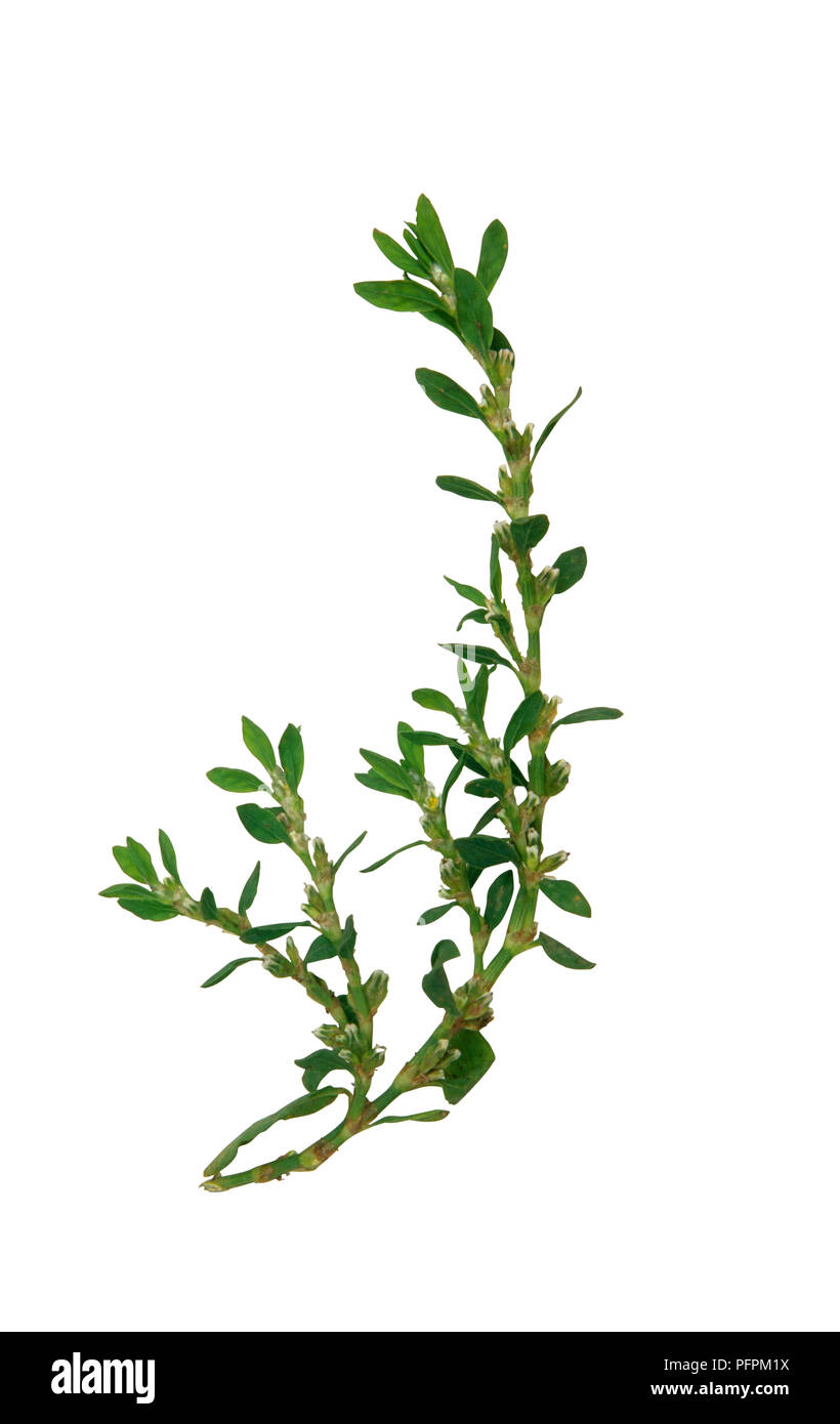 La renouée (Polygonum aviculare), coupe montrant feuilles vertes, close-up Banque D'Images