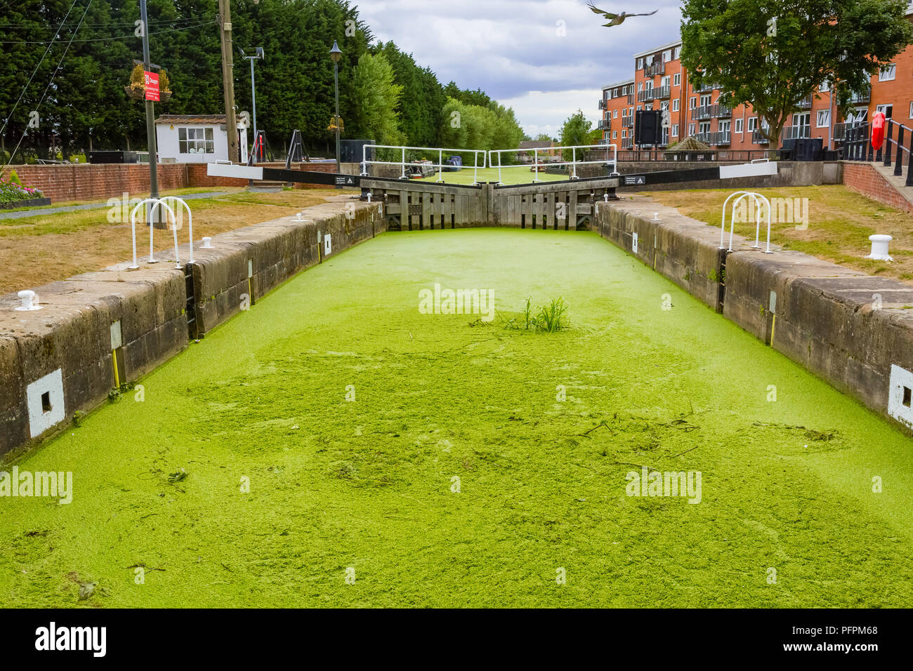 Selby canal et verrouiller dans le North Yorkshire, UK couverts dans un épais, algues vertes, potamots et les lentilles d'eau provoque des problèmes pour la faune et les plaisanciers. L'horizontale Banque D'Images