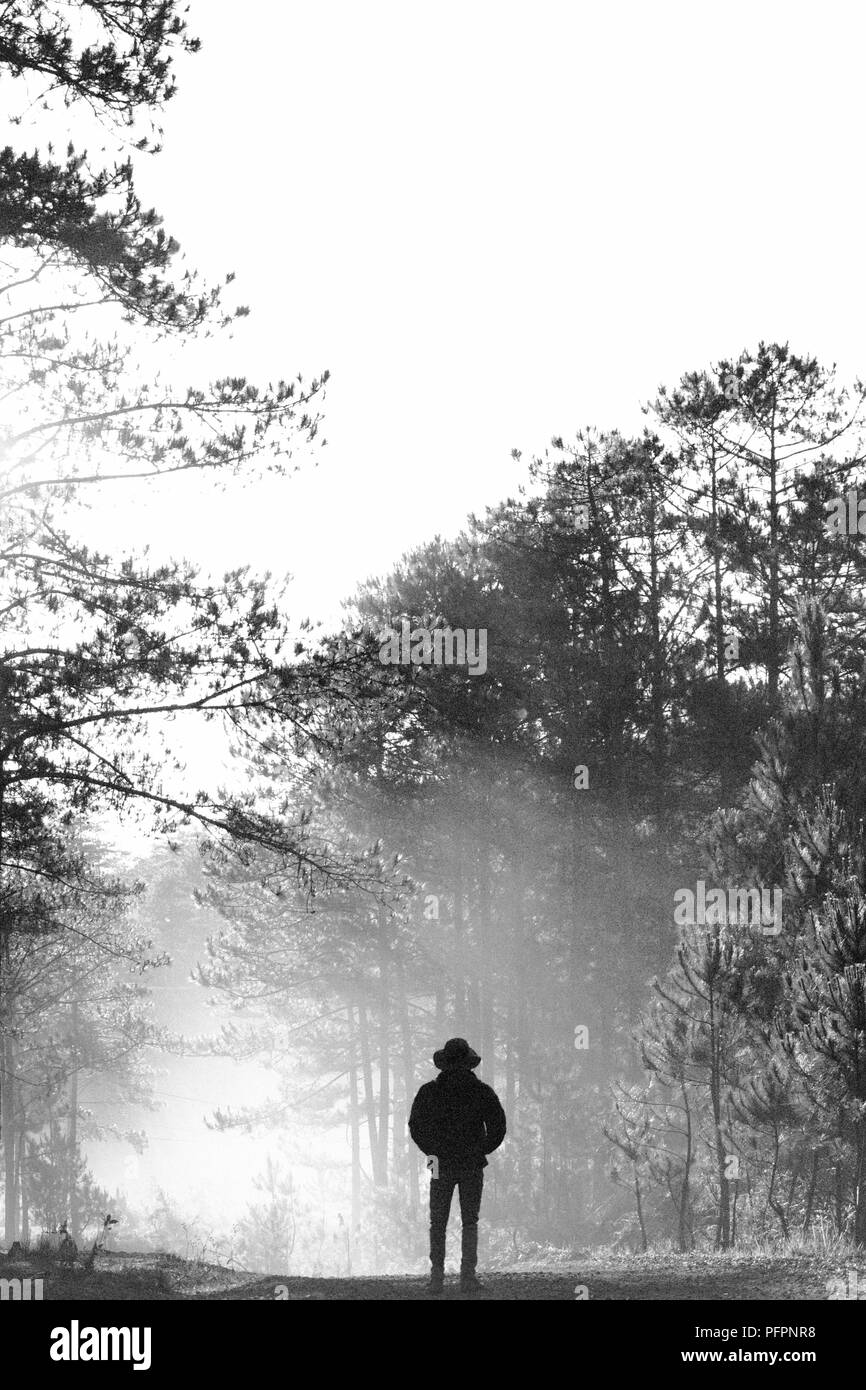 Greats Ciel et nuages du paysage avec du brouillard à l'aube, le lever du soleil, coucher du soleil. forêt de pins dans la brume avec lonely tree, homme seul et de la rosée sur l'usine Banque D'Images