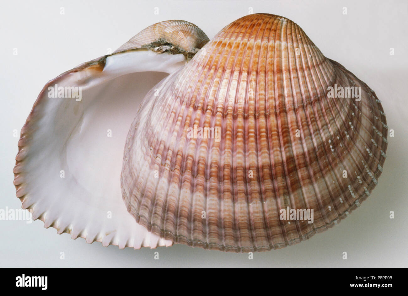 Cockle Shell géant Banque D'Images