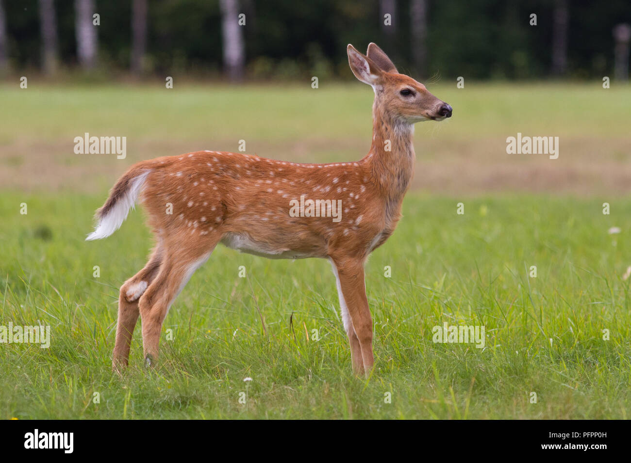 Fauve avec des taches de cerfs dans un pré. Banque D'Images