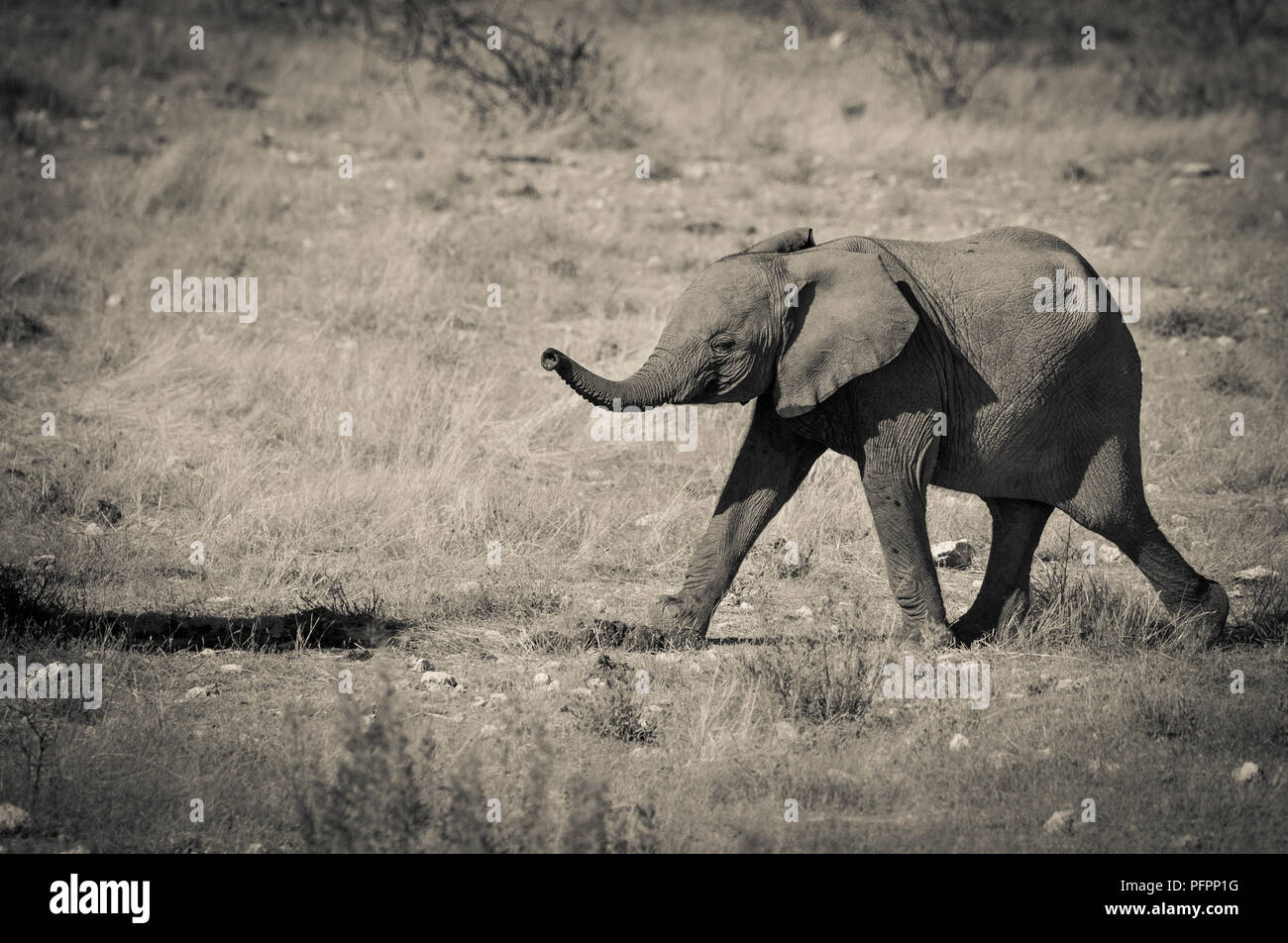 Cute baby elephant (Loxodonta africana) avec l'animal étendu de lignes se précipiter pour rattraper le Parc National d'Etosha en Namibie Banque D'Images