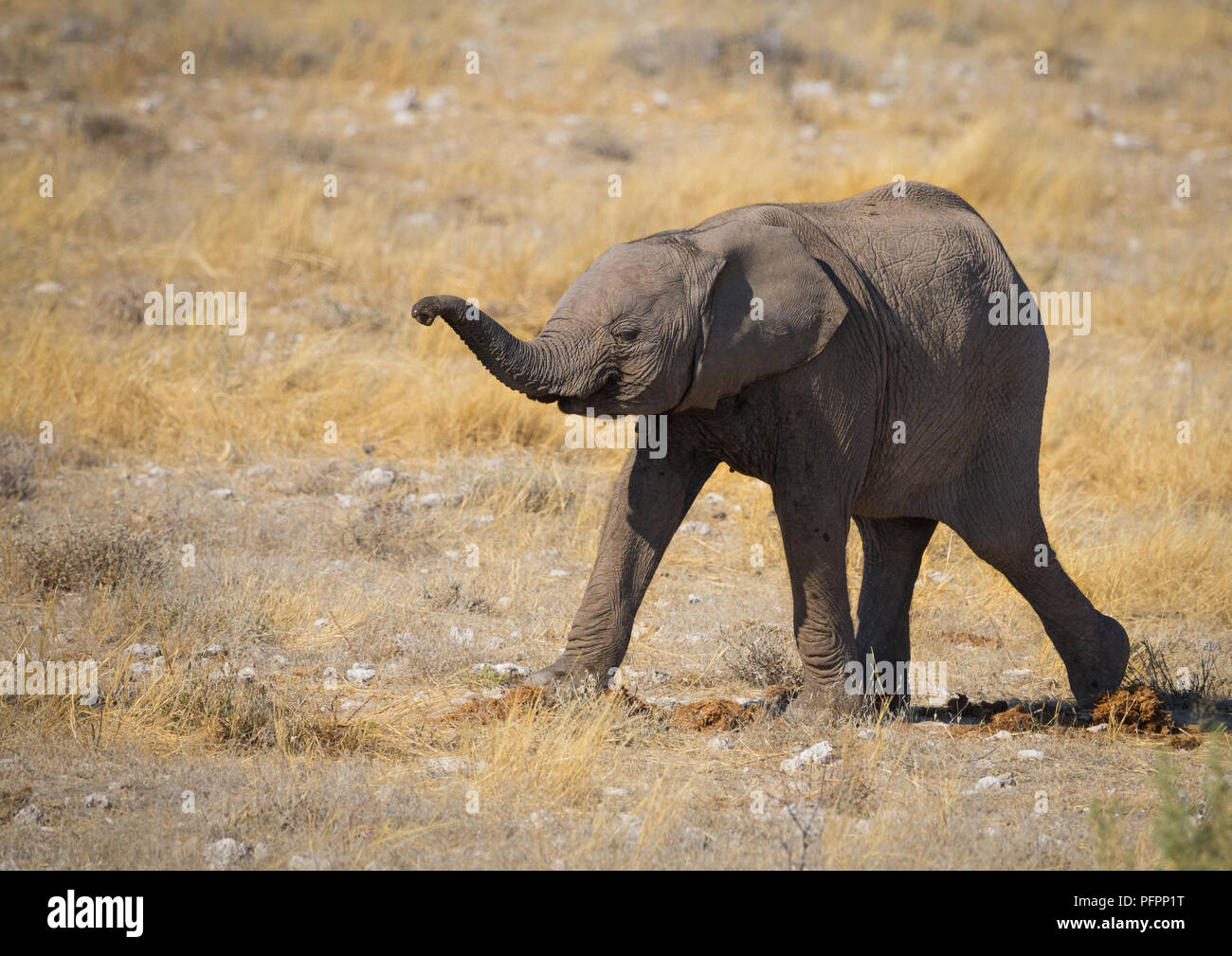 Cute baby elephant (Loxodonta africana) animal, avec sa trompe en l'air pressés de rattraper le Parc National d'Etosha en Namibie Banque D'Images