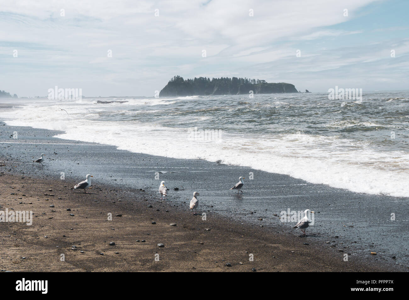 Le Rialto Beach sur une journée brumeuse avec des mouettes sur le rivage et la mer au loin, les piles de la Push, Olympic National Park, Washington State, USA côte. Banque D'Images