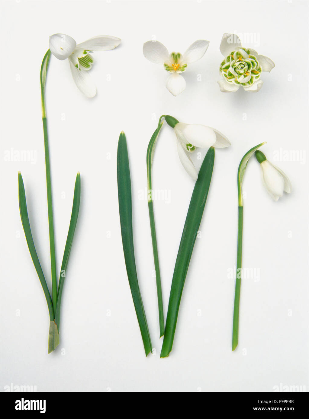 Les fleurs et les feuilles de Galanthus nivalis (perce-neige) Banque D'Images