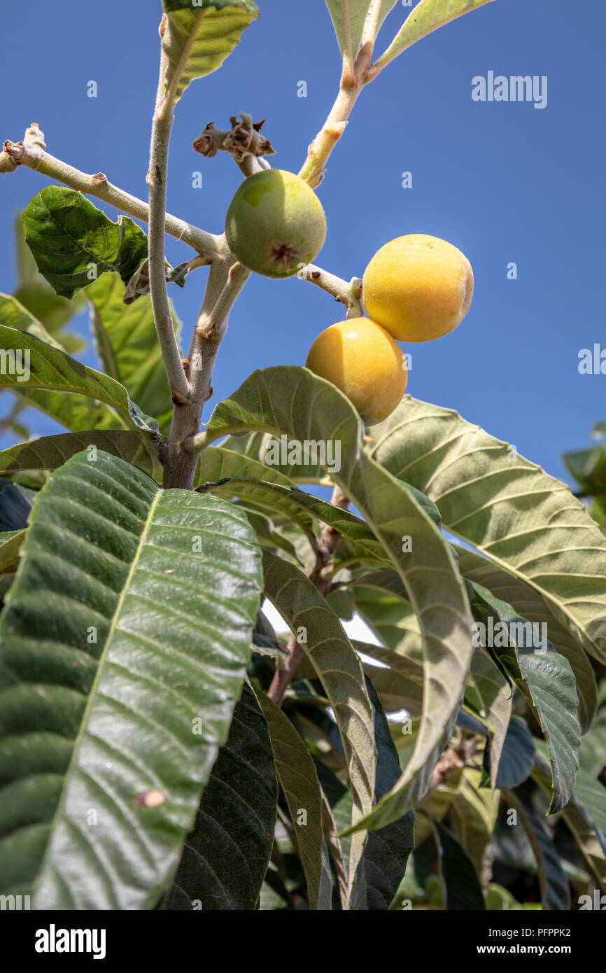 Les arbres fruitiers avec fruit jaune. Banque D'Images