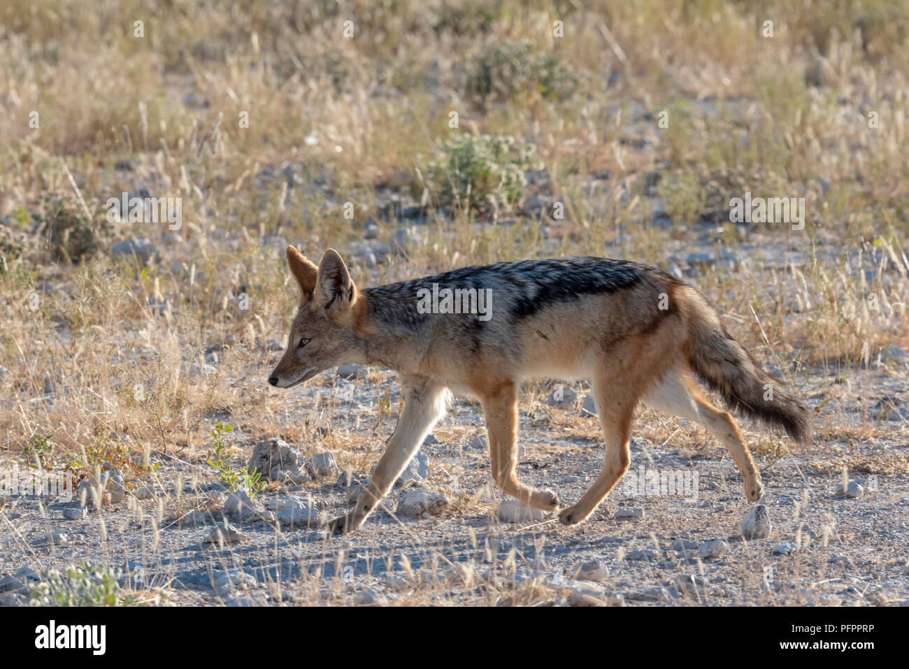 Retour allumé portrait d'une exécution soutenue noir jackal dans les prairies, Etosha National Park, Namibie Banque D'Images