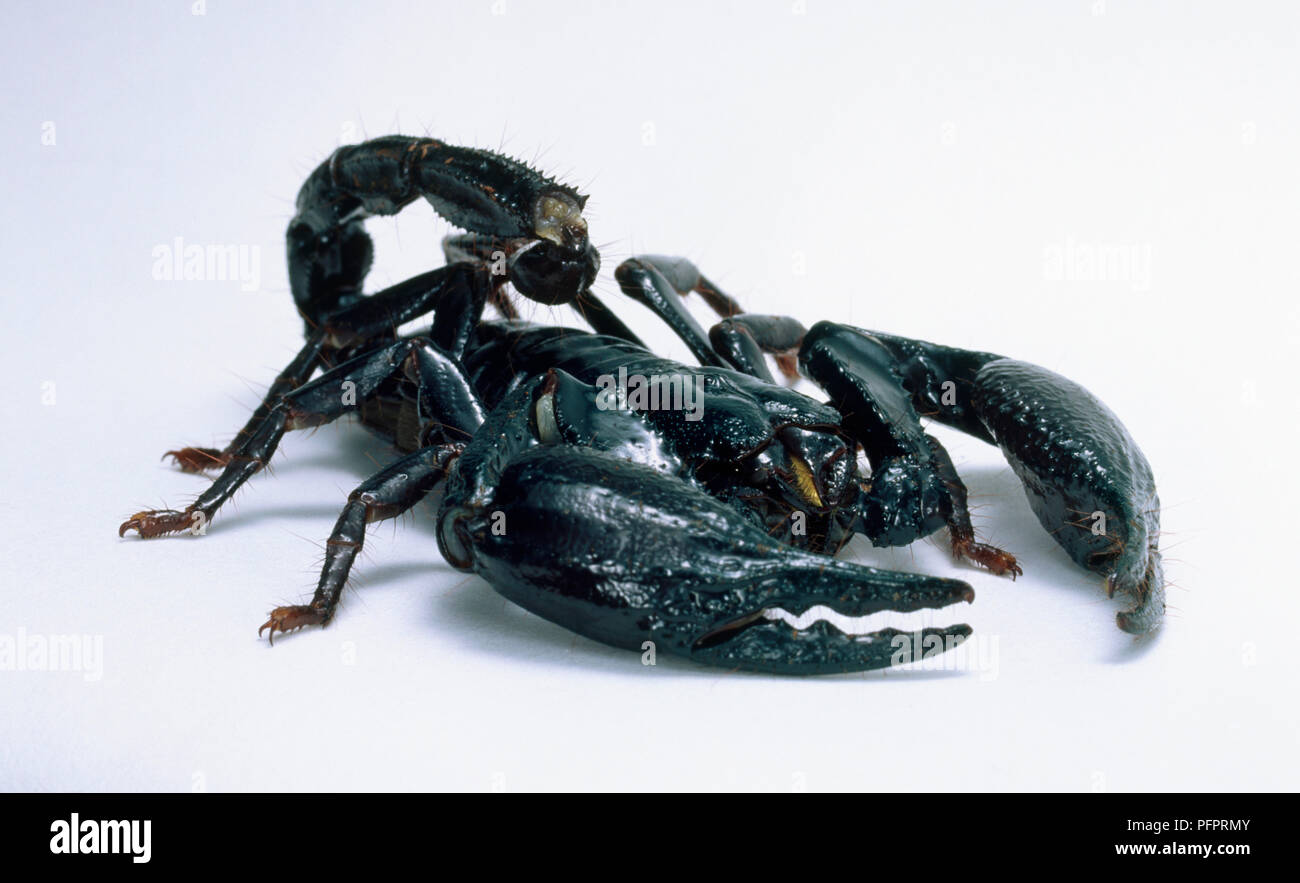 Scorpion impériale, Pandinus imperator, avec tenailles ouvrir légèrement incliné, vue de face. Banque D'Images