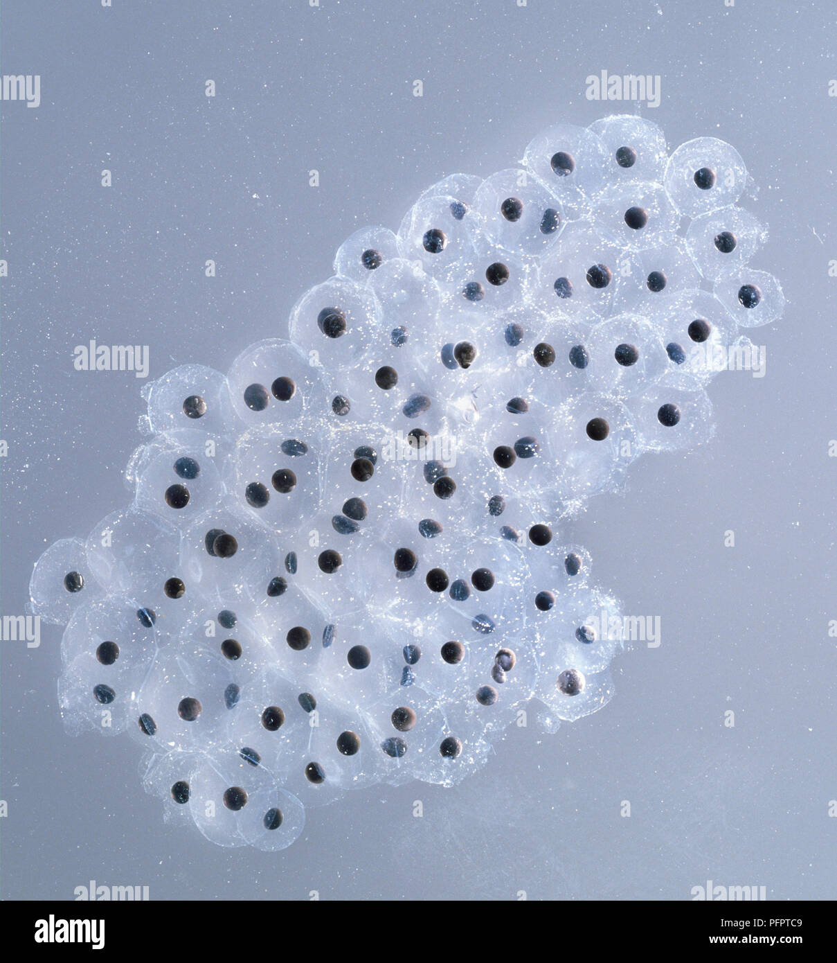 Frogspawn, petites graines noires dans la membrane gélatineuse sack, close-up shot. Banque D'Images