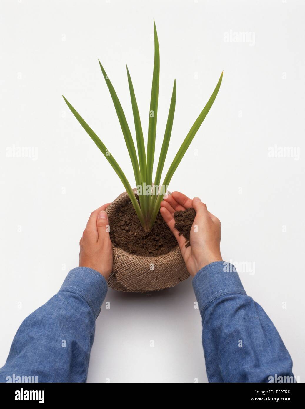 L'Iris pseudacorus repotted, part l'ajout de compost, close-up Banque D'Images