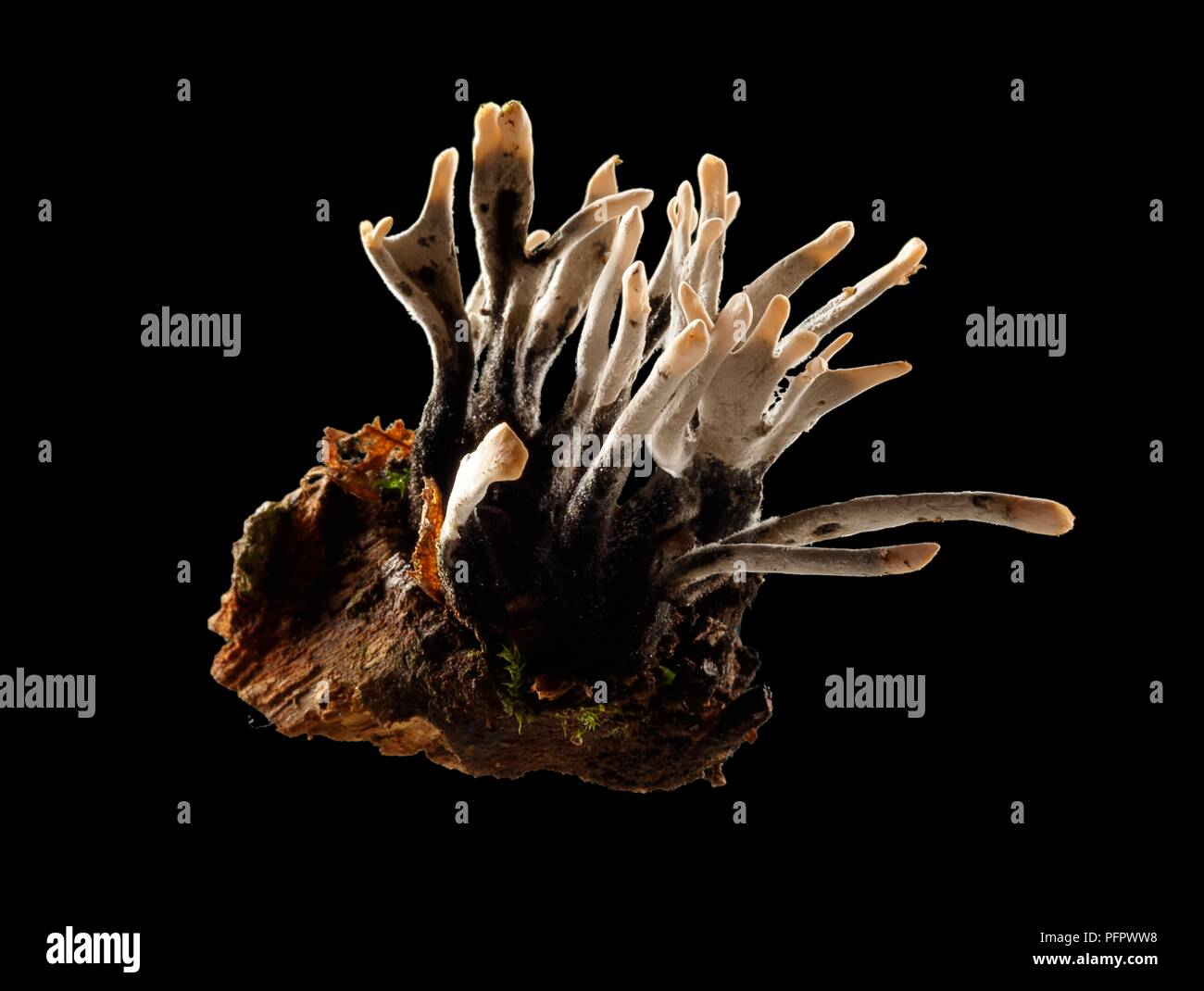 Xylaria hypoxylon (Chandelle-tabac à priser) champignon poussant sur le bois mort Banque D'Images